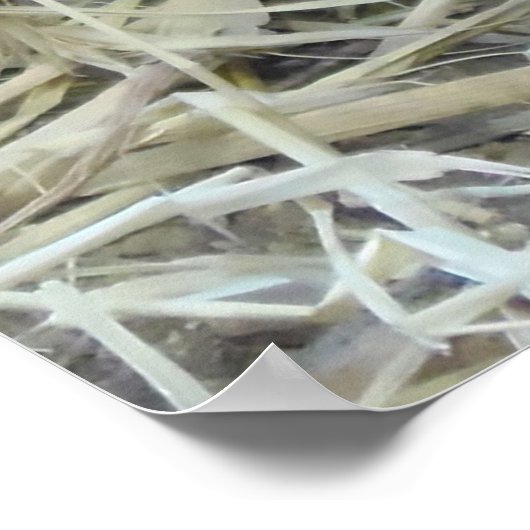 Poster Perdrix sauvage (Coin)