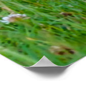 Poster Perdrix sauvage (Coin)