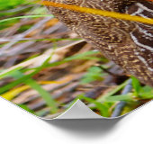 Poster Perdrix sauvage (Coin)