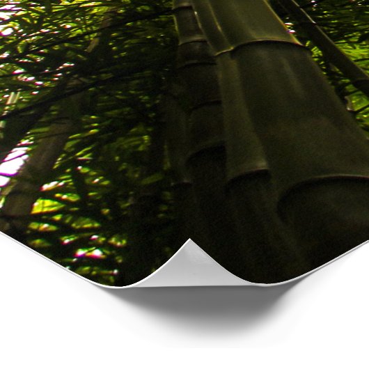 Poster Perdu Dans Le Bambou (Coin)