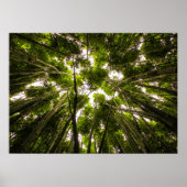 Poster Perdu Dans Le Bambou (Devant)