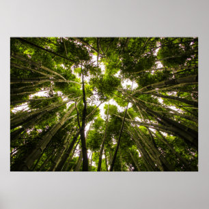 Poster Perdu Dans Le Bambou