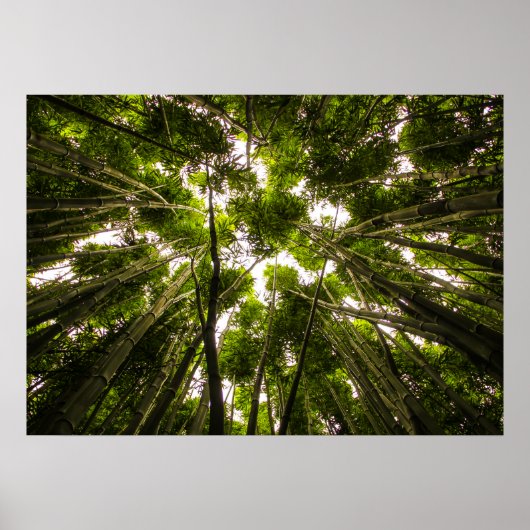 Poster Perdu Dans Le Bambou (Devant)