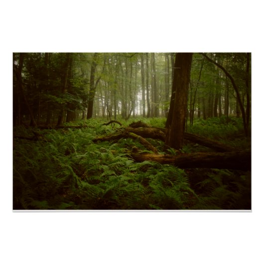 Poster Perdu dans les bois (Devant)