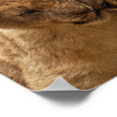 Poster Père mignon et Lion Fils (Coin)