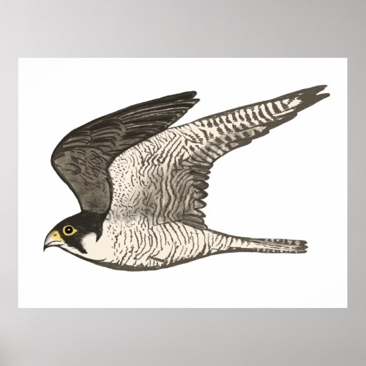 Poster Peregrine Falcon Crayon couleur dessin sur blanc (Devant)