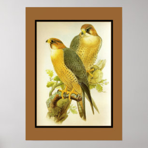 Poster  peregrine valk vogels