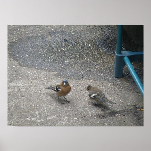 Poster Pères et Chcik Chaffinch Imprimer (Devant)
