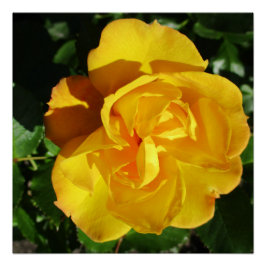 Poster Perfect Poster