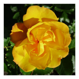 Poster Perfect Poster