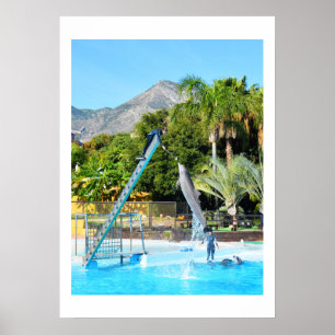 Poster Performing dolphin
