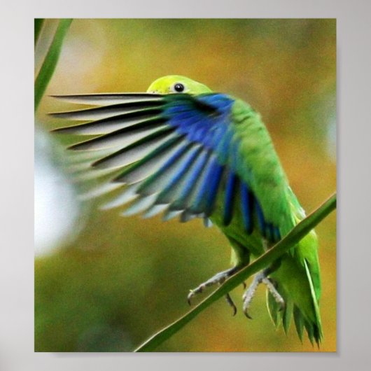 POSTER PERIQUITO TUIM 1 (Voorkant)