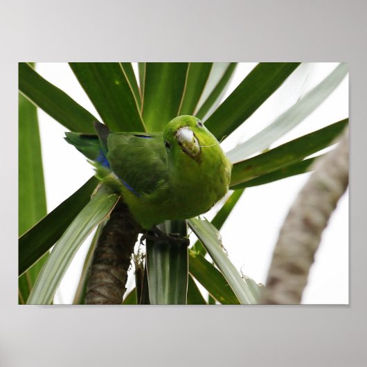 POSTER PERIQUITO TUIM 2 (Voorkant)