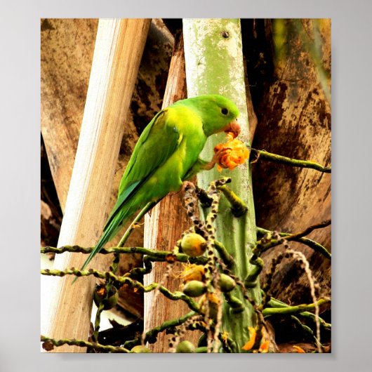 POSTER PERIQUITO VERDE 8 (Voorkant)