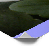 Poster Periwinkle Pansies (Hoek)