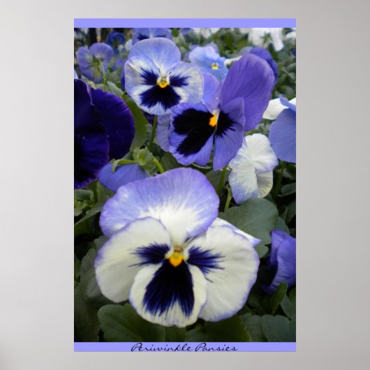 Poster Periwinkle Pansies (Voorkant)