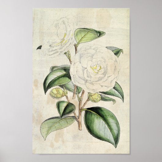 Poster Perle botanique vintage Camellia (Devant)