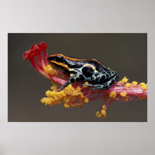 Poster Pérou, Forêt tropicale péruvienne. Grenouille flèc (Devant)