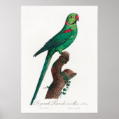 Poster Perroquet (Devant)