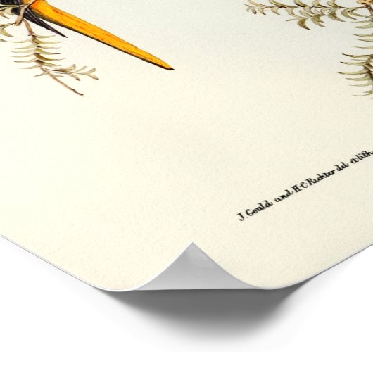 Poster Perroquet (Coin)