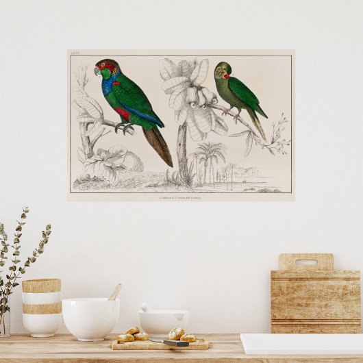 Poster Perroquet (Cuisine)