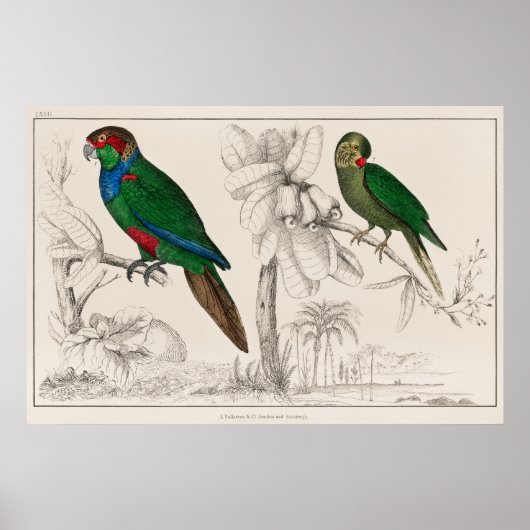 Poster Perroquet (Devant)