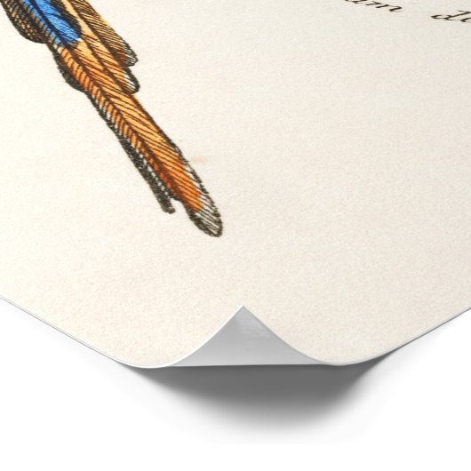 Poster Perroquet (Coin)