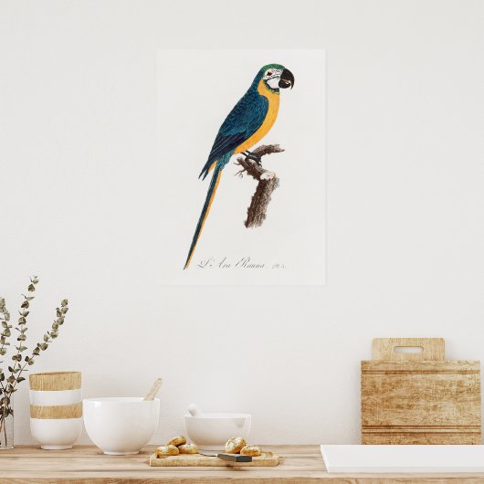 Poster Perroquet (Cuisine)