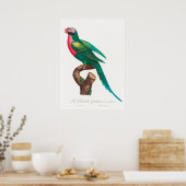 Poster Perroquet (Cuisine)