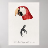 Poster Perroquet (Devant)