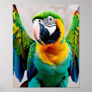 Poster Perroquet