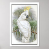 Poster Perroquet (Devant)