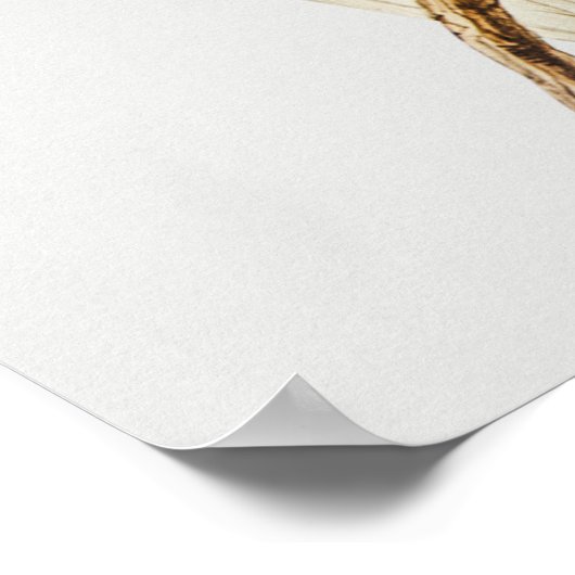 Poster Perroquet (Coin)