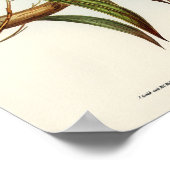 Poster Perroquet (Coin)