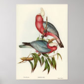 Poster Perroquet (Devant)