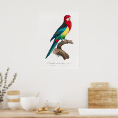 Poster Perroquet (Cuisine)