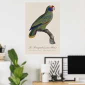 Poster Perroquet à queue rouge, Amazona Brasiliensis (Bureau à domicile)