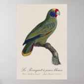 Poster Perroquet à queue rouge, Amazona Brasiliensis (Devant)