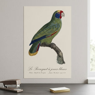 Poster Perroquet à queue rouge, Amazona Brasiliensis