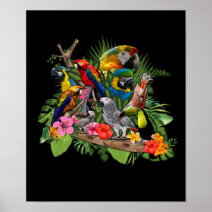 Poster Perroquet Afro-Gris Perroquet Cockatiel
