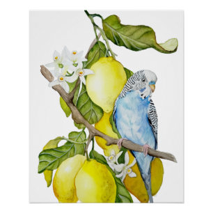 Poster Perroquet bleu dans l'arbre à citrons - Art botani