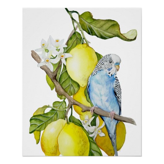 Poster Perroquet bleu dans l'arbre à citrons - Art botani (Devant)