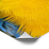 Poster Perroquet Bleu Et Or (Coin)