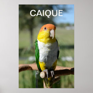Poster Perroquet de caïque gonflé par blanc