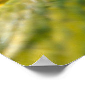 Poster Perroquet de Macaw Tropical (Coin)