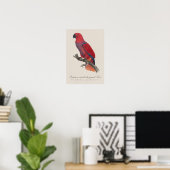 Poster Perroquet éclectus de Vosmaer, Eclectus Roratus Vo (Bureau à domicile)