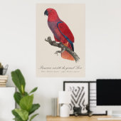 Poster Perroquet éclectus de Vosmaer, Eclectus Roratus Vo (Bureau à domicile)