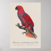 Poster Perroquet éclectus de Vosmaer, Eclectus Roratus Vo (Devant)