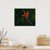 Poster Perroquet en vol (Cuisine)