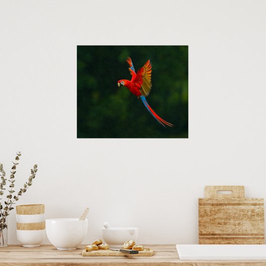 Poster Perroquet en vol (Cuisine)